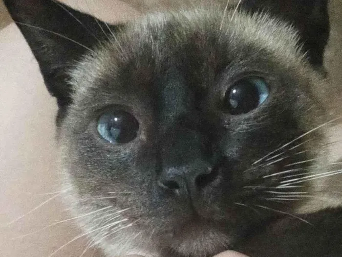 Gato ra a Siamês idade 2 a 6 meses nome Felix