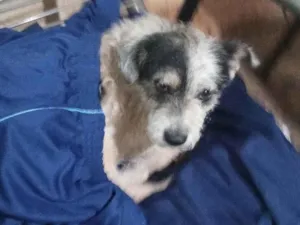 Cachorro raça SRD-ViraLata idade 3 anos nome Diogo