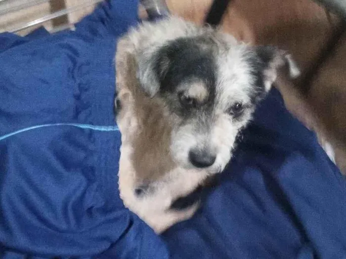 Cachorro ra a SRD-ViraLata idade 3 anos nome Diogo