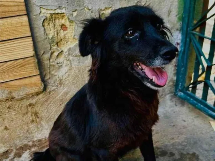 Cachorro ra a SRD-ViraLata idade 5 anos nome Brisa 