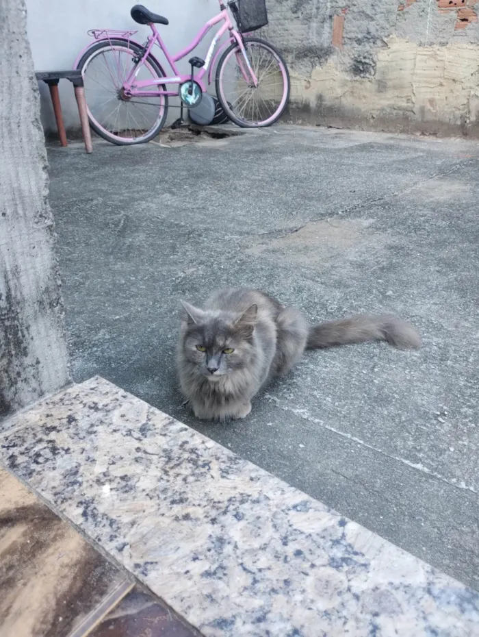 Gato ra a SRD-ViraLata idade 1 ano nome Pérola 