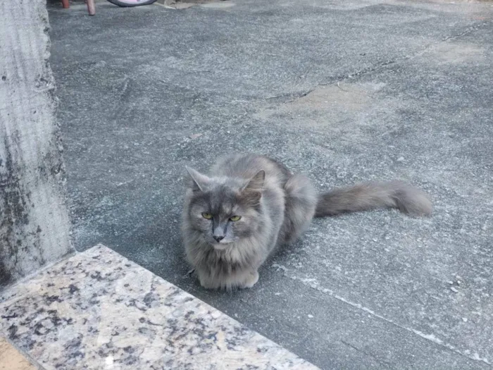 Gato ra a SRD-ViraLata idade 1 ano nome Pérola 