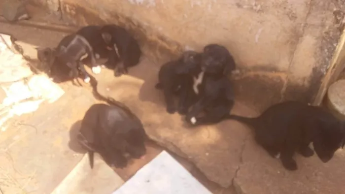 Cachorro ra a Labrador idade 2 a 6 meses nome Sem nome