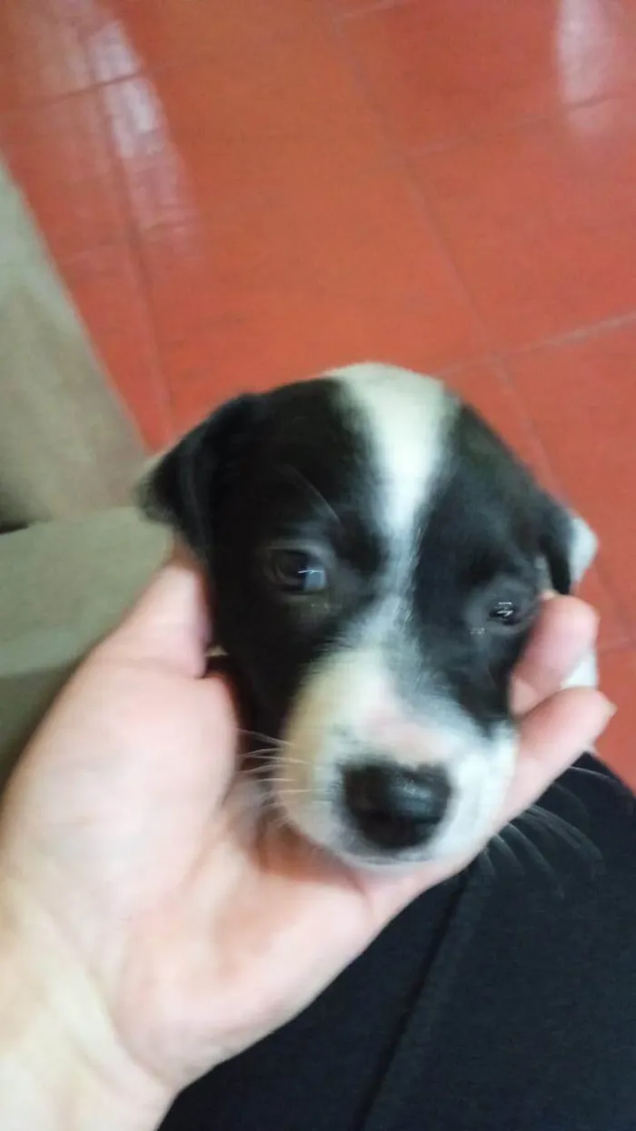 Cachorro ra a SRD-ViraLata idade 2 a 6 meses nome Sem nome 