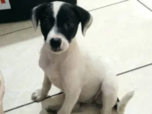 Cachorro raça SRD-ViraLata idade 2 a 6 meses nome Sem nome 