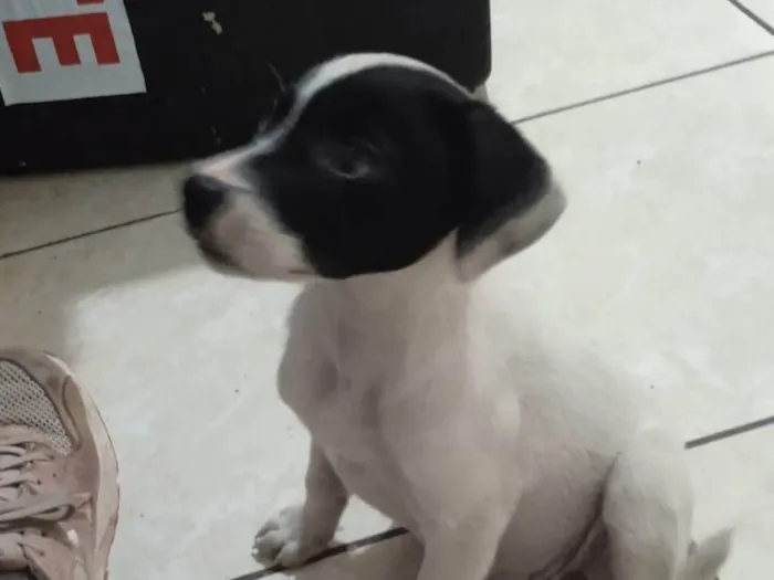 Cachorro ra a SRD-ViraLata idade 2 a 6 meses nome Sem nome 