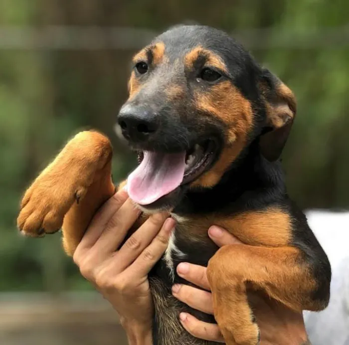 Cachorro ra a SRD-ViraLata idade 2 a 6 meses nome Maitê 