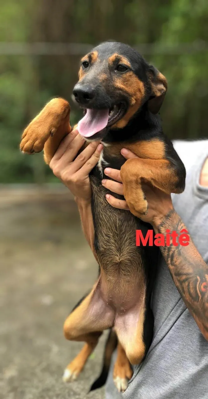 Cachorro ra a SRD-ViraLata idade 2 a 6 meses nome Maitê 