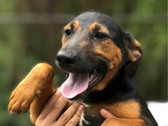 Cachorro ra a SRD-ViraLata idade 2 a 6 meses nome Maitê 