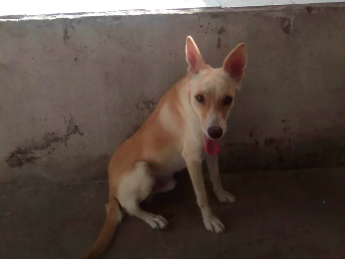 Cachorro ra a SRD-ViraLata idade 4 anos nome Romeu