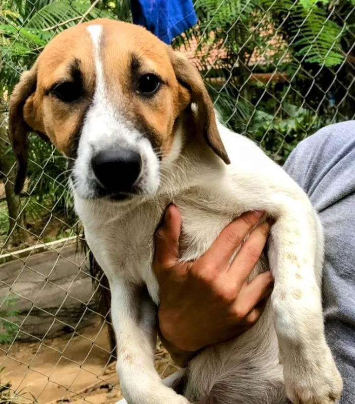 Cachorro ra a SRD-ViraLata idade 2 a 6 meses nome Bayron