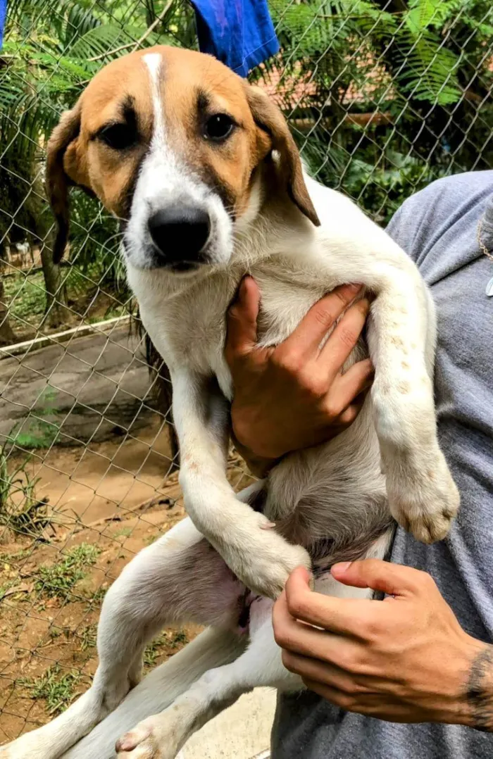 Cachorro ra a SRD-ViraLata idade 2 a 6 meses nome Bayron