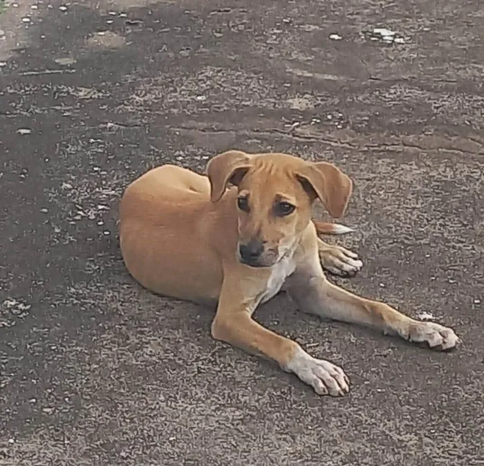 Cachorro ra a SRD-ViraLata idade 2 a 6 meses nome CARAMELO