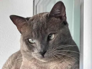 Gato raça Siamês idade 2 anos nome Baby 