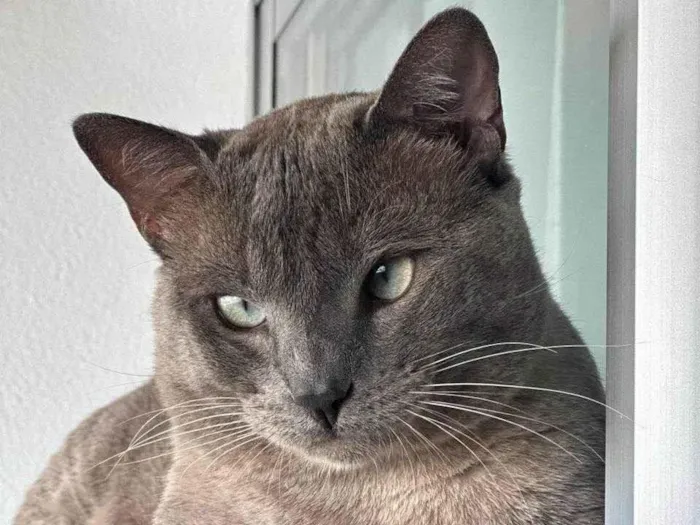 Gato ra a Siamês idade 2 anos nome Baby 