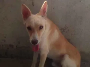 Cachorro raça SRD-ViraLata idade 4 anos nome Romeu