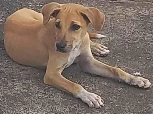 Cachorro raça SRD-ViraLata idade 2 a 6 meses nome CARAMELO