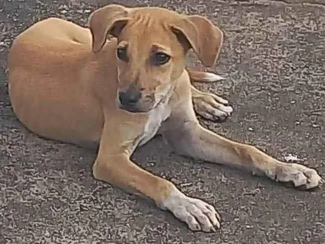 Cachorro ra a SRD-ViraLata idade 2 a 6 meses nome CARAMELO