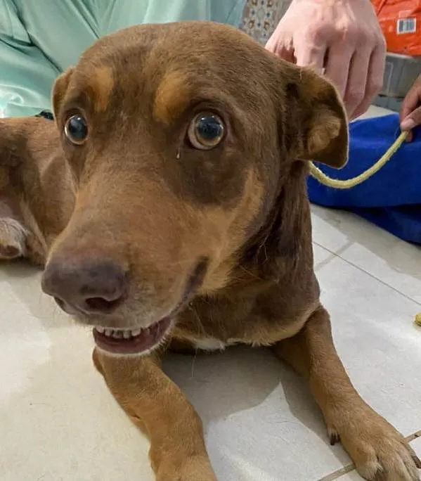 Cachorro ra a SRD-ViraLata idade 4 anos nome Pepe