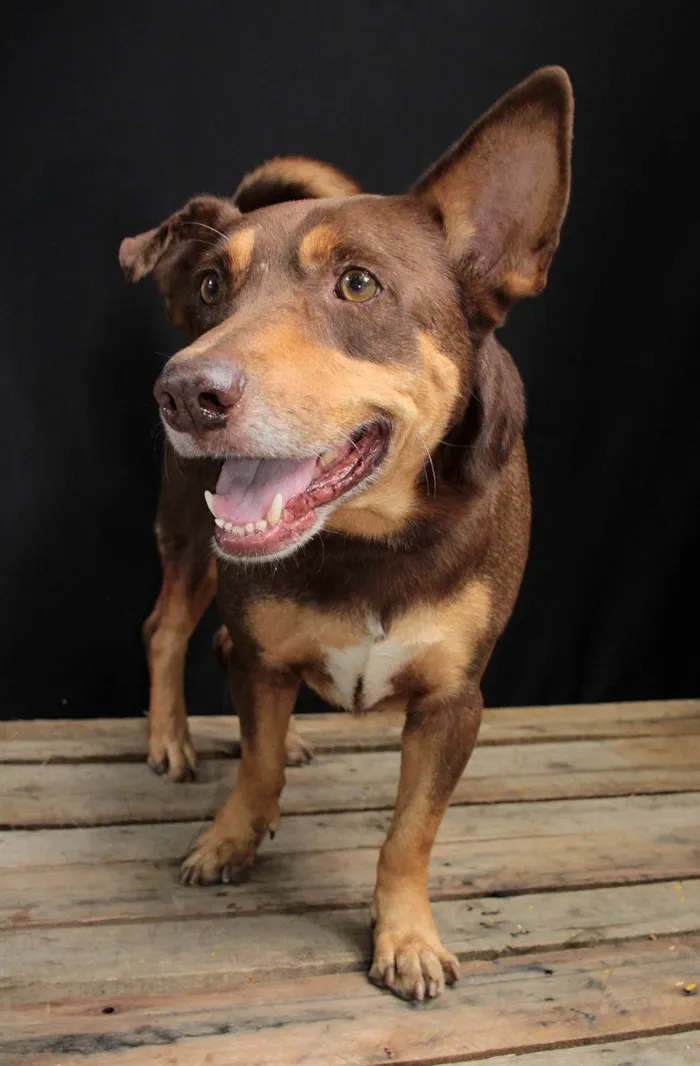 Cachorro ra a SRD-ViraLata idade 4 anos nome Pepe