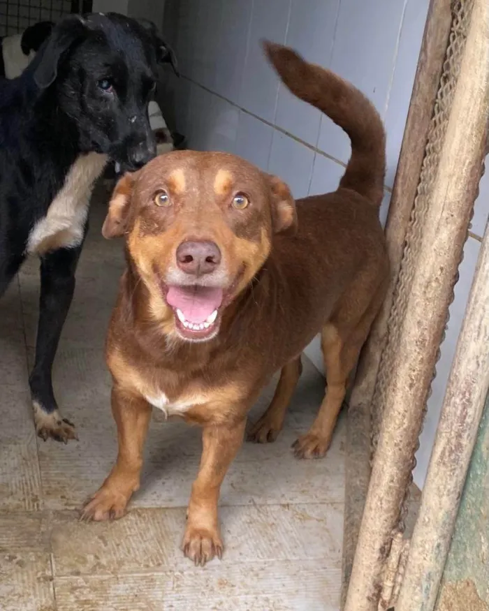 Cachorro ra a SRD-ViraLata idade 4 anos nome Pepe