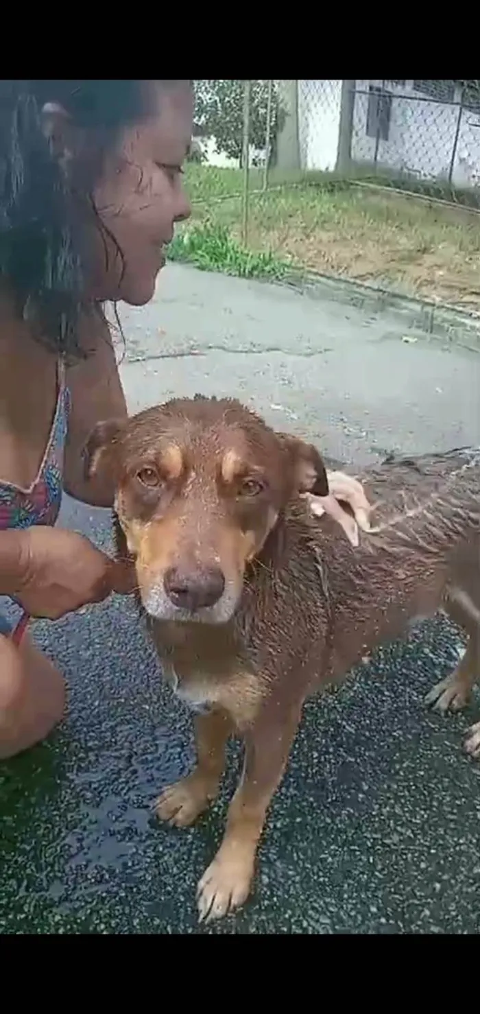 Cachorro ra a SRD-ViraLata idade 4 anos nome Pepe