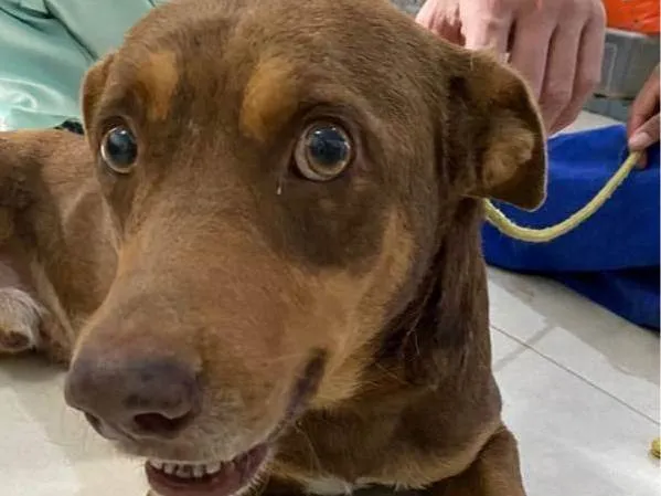 Cachorro ra a SRD-ViraLata idade 4 anos nome Pepe