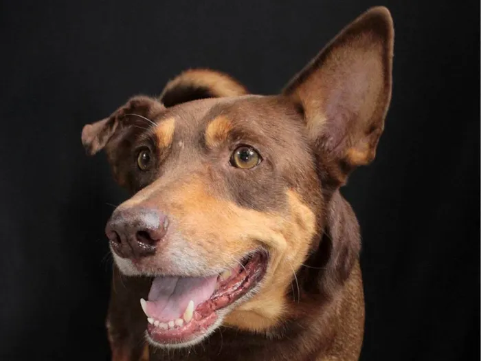 Cachorro ra a SRD-ViraLata idade 4 anos nome Pepe