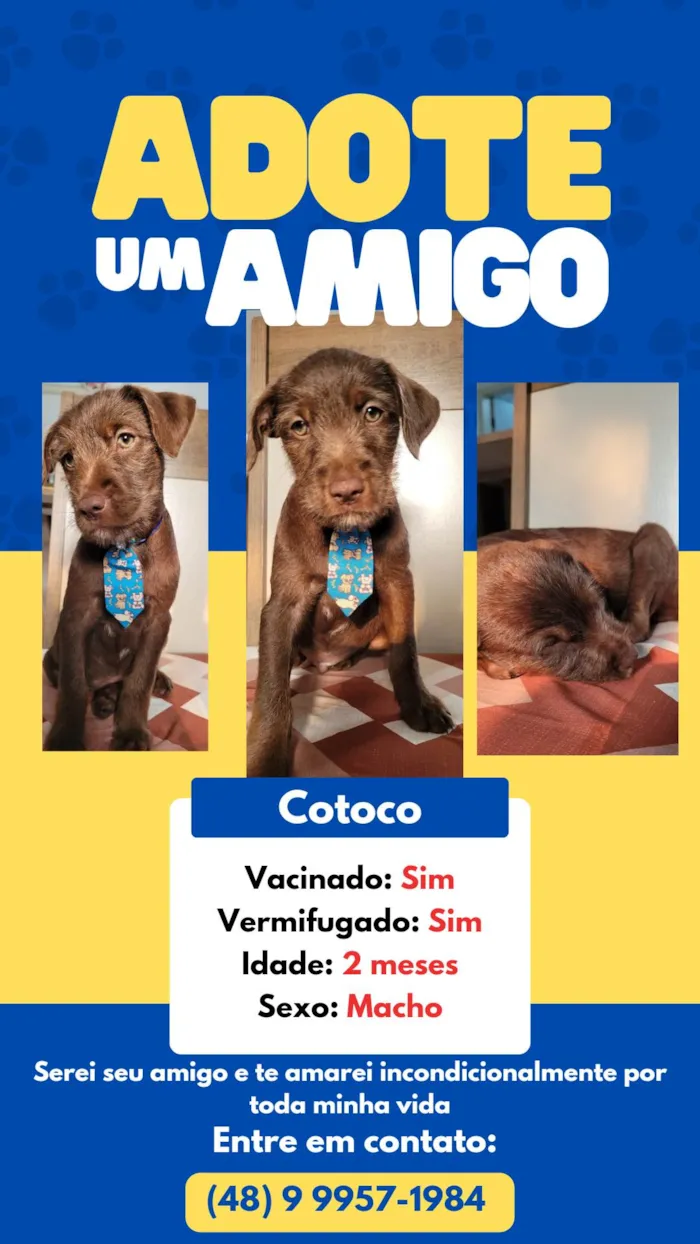 Cachorro ra a SRD-ViraLata idade 2 a 6 meses nome Marcio