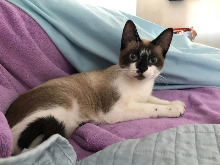 Gato ra a Siamês idade 7 a 11 meses nome Gatinha Manhosa