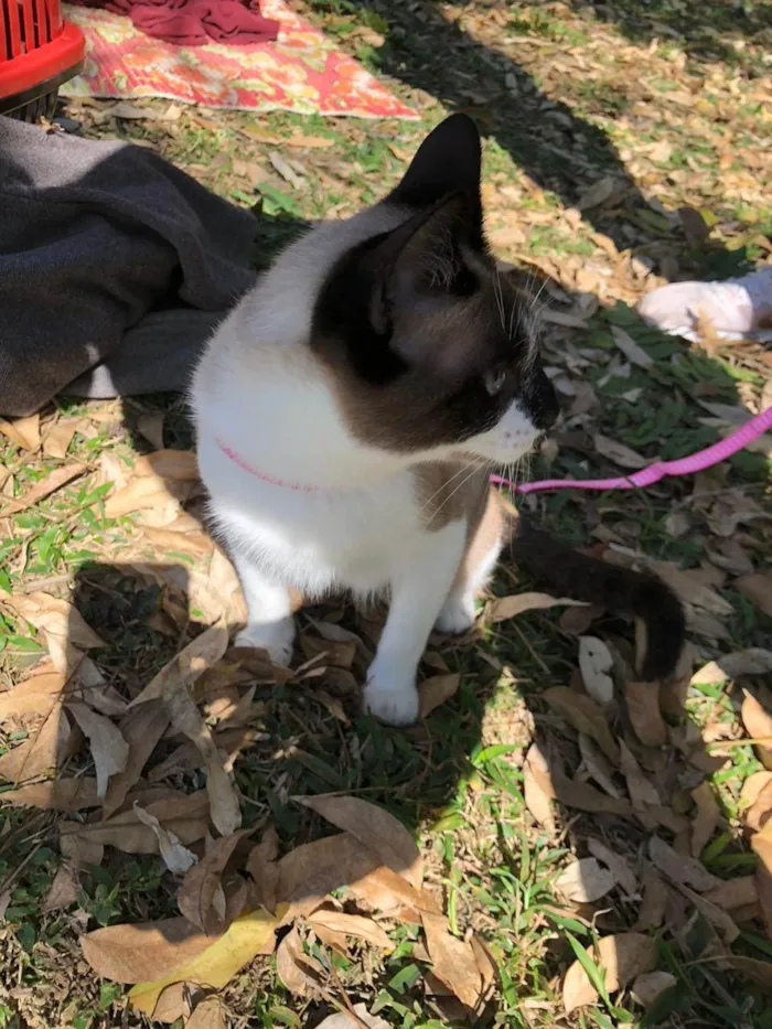 Gato ra a Siamês idade 7 a 11 meses nome Gatinha Manhosa