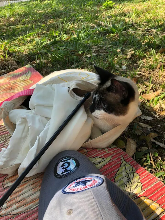 Gato ra a Siamês idade 7 a 11 meses nome Gatinha Manhosa