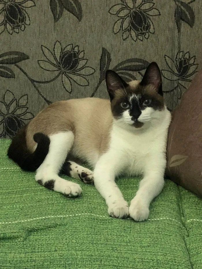 Gato ra a Siamês idade 7 a 11 meses nome Gatinha Manhosa