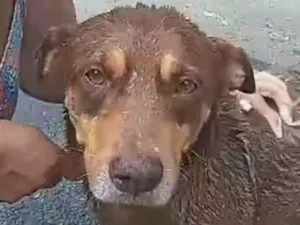 Cachorro raça SRD-ViraLata idade 4 anos nome Pepe