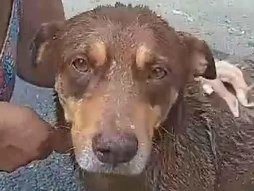 Cachorro ra a SRD-ViraLata idade 4 anos nome Pepe