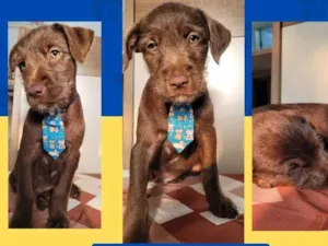 Cachorro raça SRD-ViraLata idade 2 a 6 meses nome Marcio