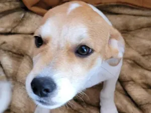 Cachorro raça SRD-ViraLata idade 2 a 6 meses nome Keninha