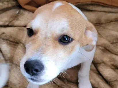 Cachorro raça SRD-ViraLata idade 2 a 6 meses nome Keninha