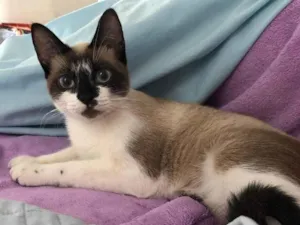 Gato raça Siamês idade 7 a 11 meses nome Gatinha Manhosa