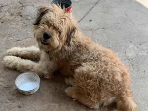 Cachorro raça Chow Chow idade 1 ano nome Tomate