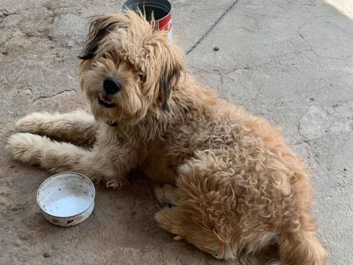 Cachorro ra a Chow Chow idade 1 ano nome Tomate