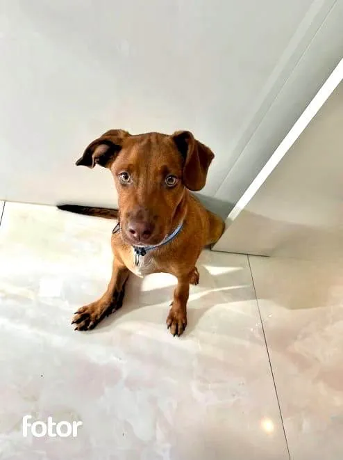 Cachorro ra a SRD-ViraLata idade 2 a 6 meses nome Enzo bb5meses porte pequeno 