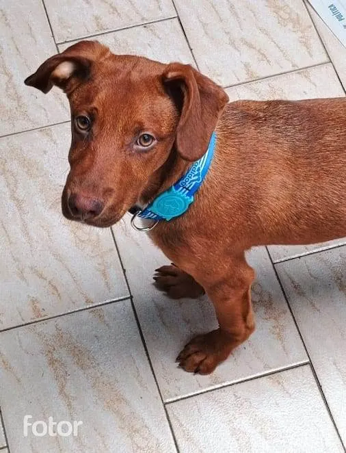 Cachorro ra a SRD-ViraLata idade 2 a 6 meses nome Enzo bb5meses porte pequeno 