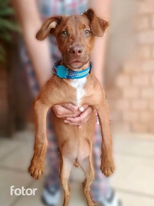 Cachorro ra a SRD-ViraLata idade 2 a 6 meses nome Enzo bb5meses porte pequeno 