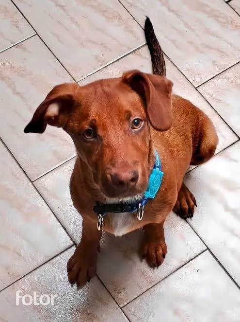 Cachorro ra a SRD-ViraLata idade 2 a 6 meses nome Enzo bb5meses porte pequeno 