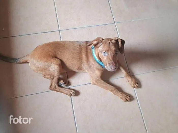 Cachorro ra a SRD-ViraLata idade 2 a 6 meses nome Enzo bb5meses porte pequeno 