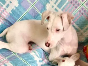 Cachorro raça SRD-ViraLata idade 7 a 11 meses nome Gigi bb7meses linda e boazinha 