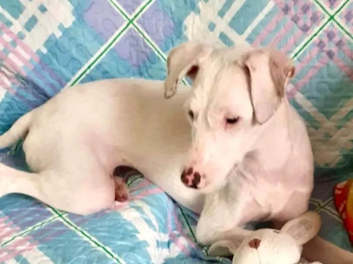 Cachorro ra a SRD-ViraLata idade 7 a 11 meses nome Gigi bb7meses linda e boazinha 