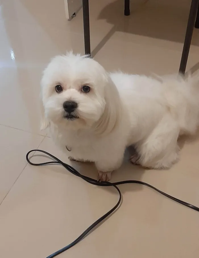 Cachorro ra a Maltês idade 5 anos nome Snow