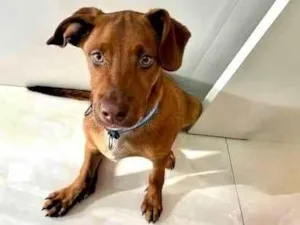 Cachorro raça SRD-ViraLata idade 2 a 6 meses nome Enzo bb5meses porte pequeno 